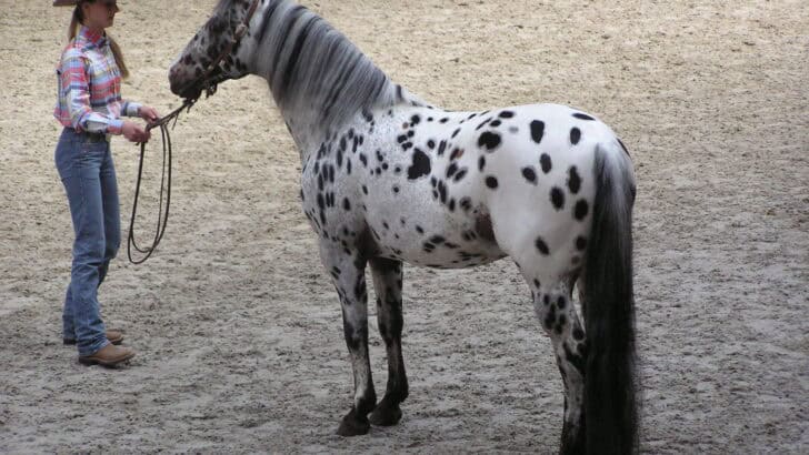 The Most Elegant Horse Breeds That Dominate Texas Ranches