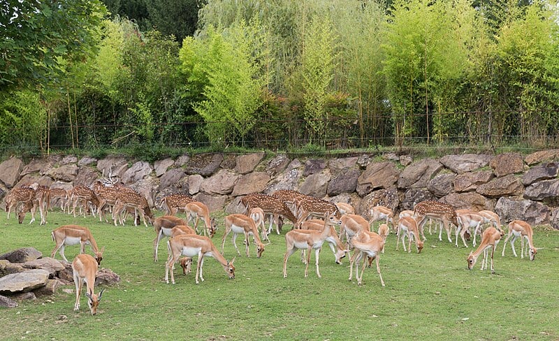 A large group of deer and antelope grazing on a grassy field at ZooParc de Beauval, with a rocky wall and lush green bamboo trees in the background.