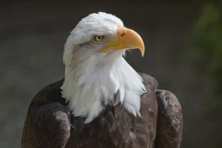 15 Largest Birds of Prey Soaring Over the US