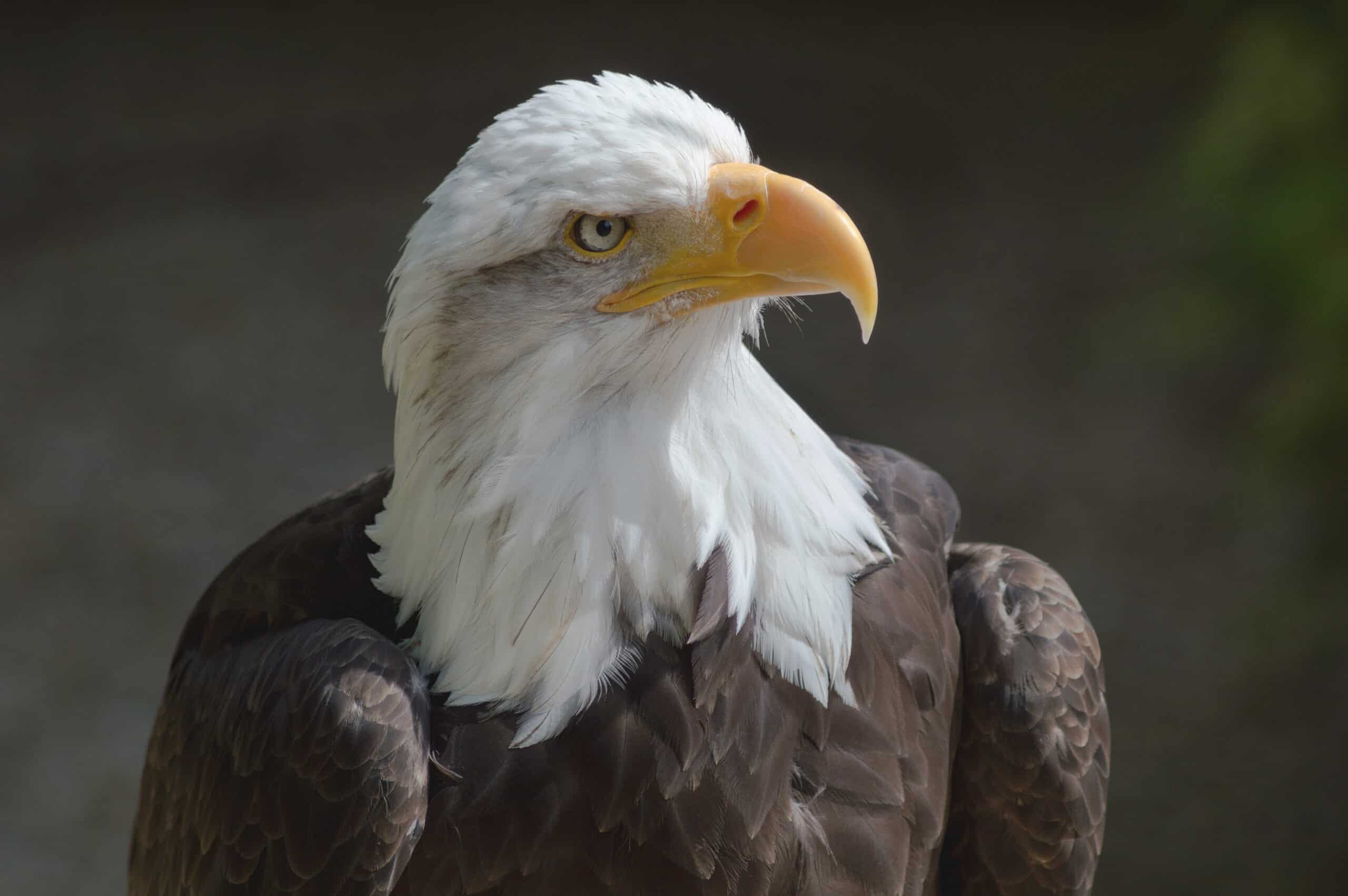 Bald eagle.