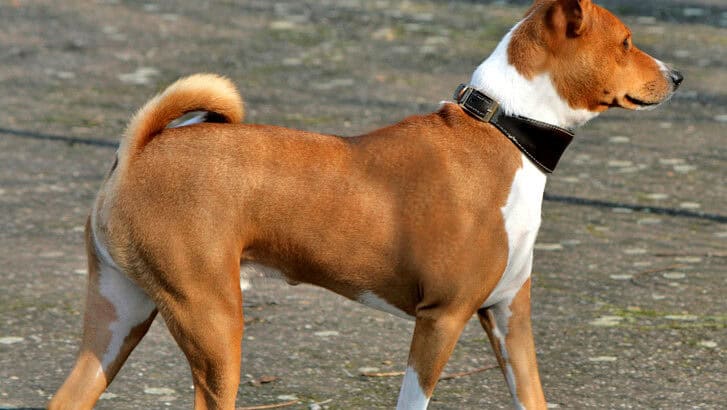 25 Unique Dog Breeds That Can Handle Extreme Conditions