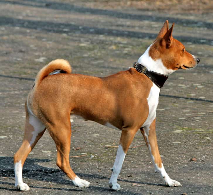 Basenji dog.