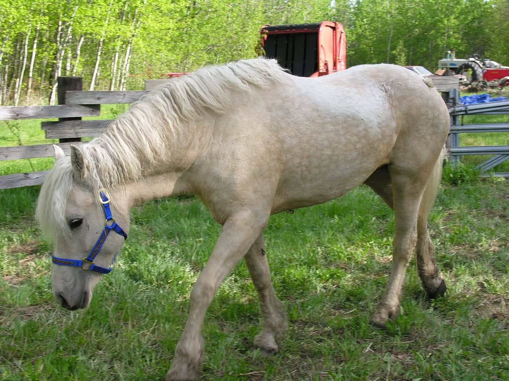 Horse