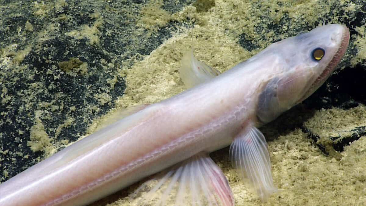 A Deep-Sea Lizardfish with its slender, translucent body and sharp features lies on the ocean floor, blending into its surroundings as it waits for prey.