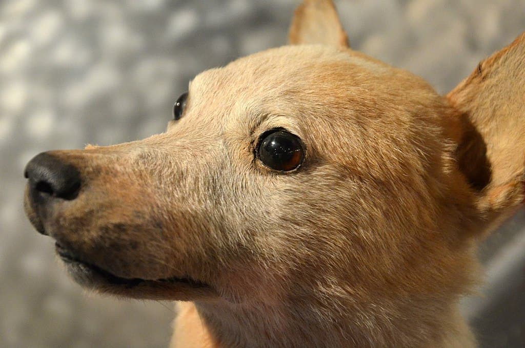 7 Animals That Have Been to Space - Animals Around The Globe