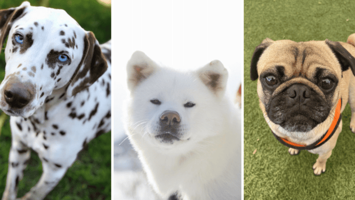 17 Most Annoying Dog Breeds That You Can Own
