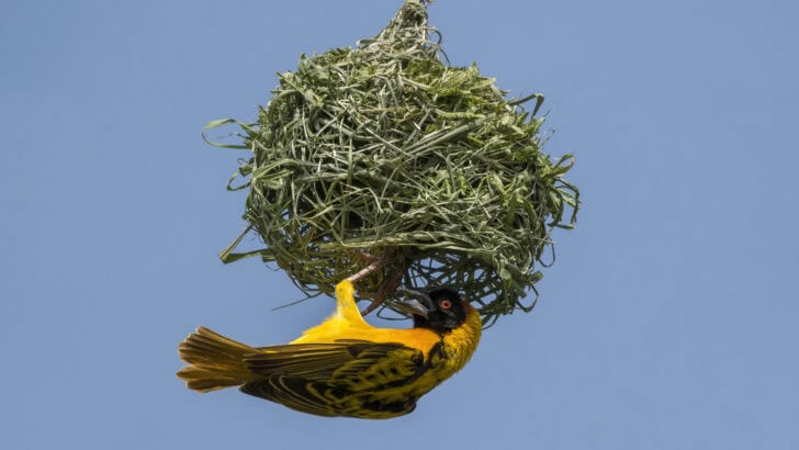 8 Animal Architects That Build Spectacular Structures