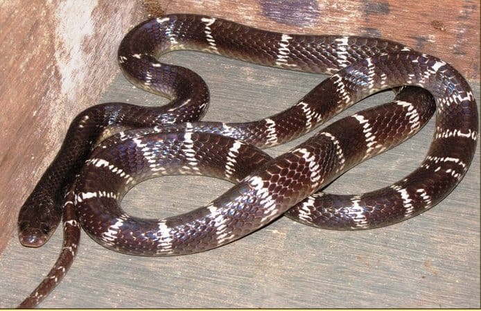 Indian Krait