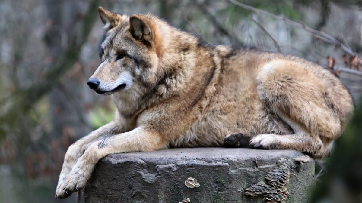 Mongolian Wolf