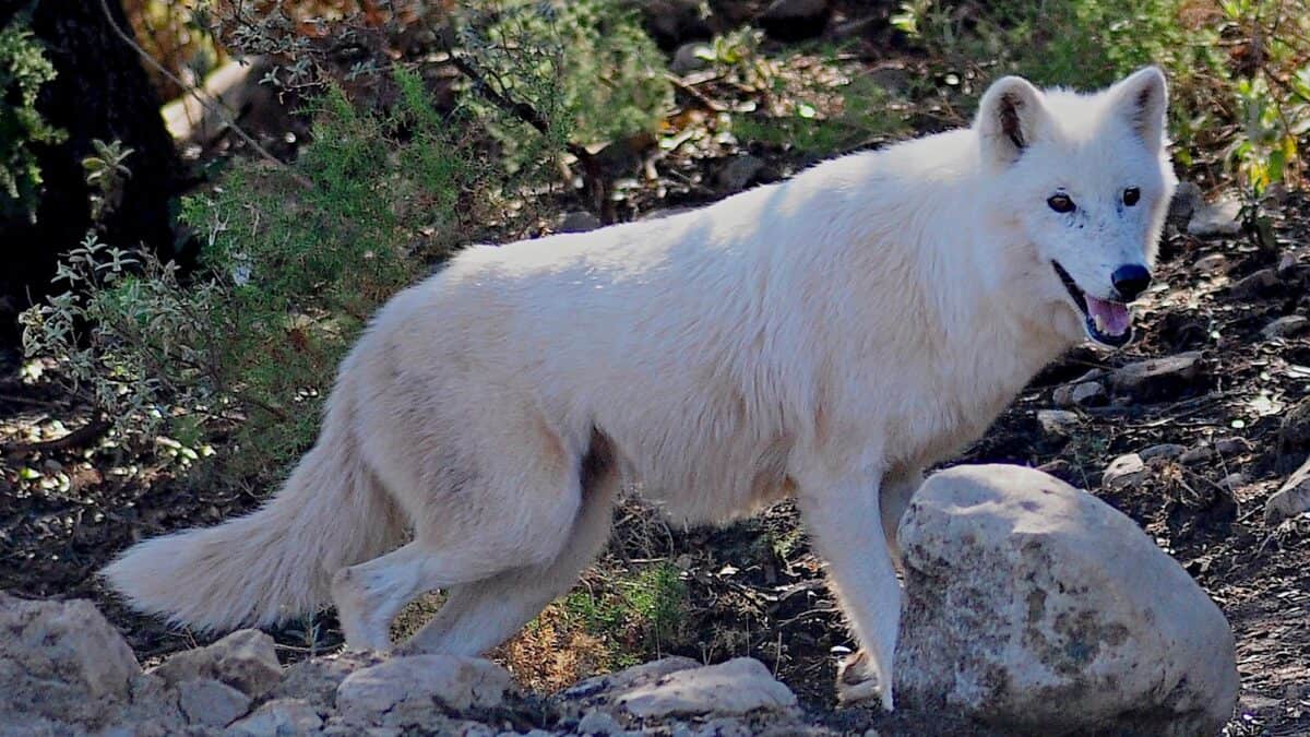 Tundra Wolf
