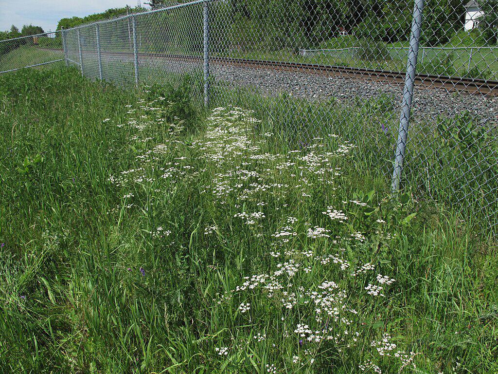 herbs