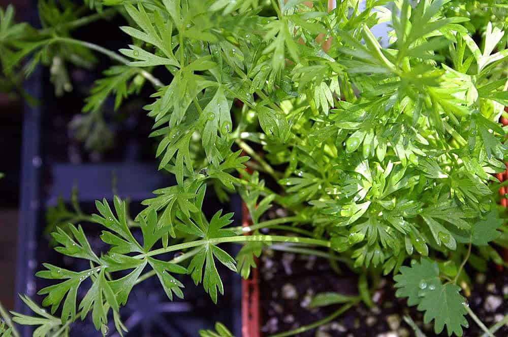 herbs
