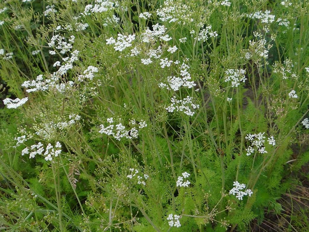 Herb Garden