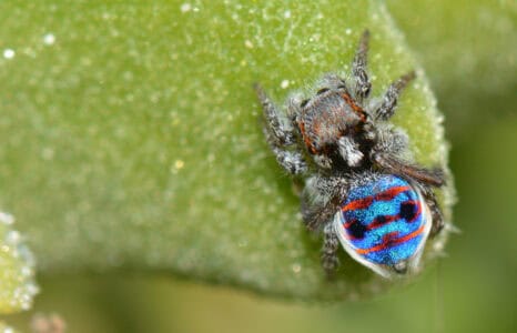 13 Venomous Animals That Are not Snakes