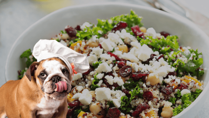 20 Drool Worthy Homemade Recipes for Your Dog