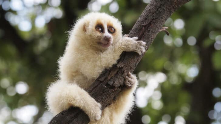 25 Strange But True Animal Facts You Never Knew