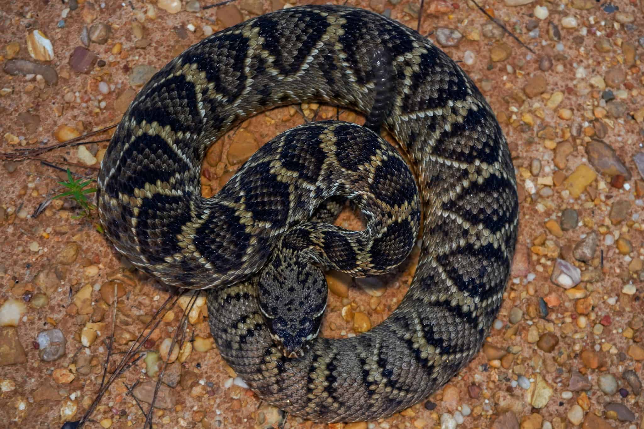 Eastern Diamondback rattlesnake.