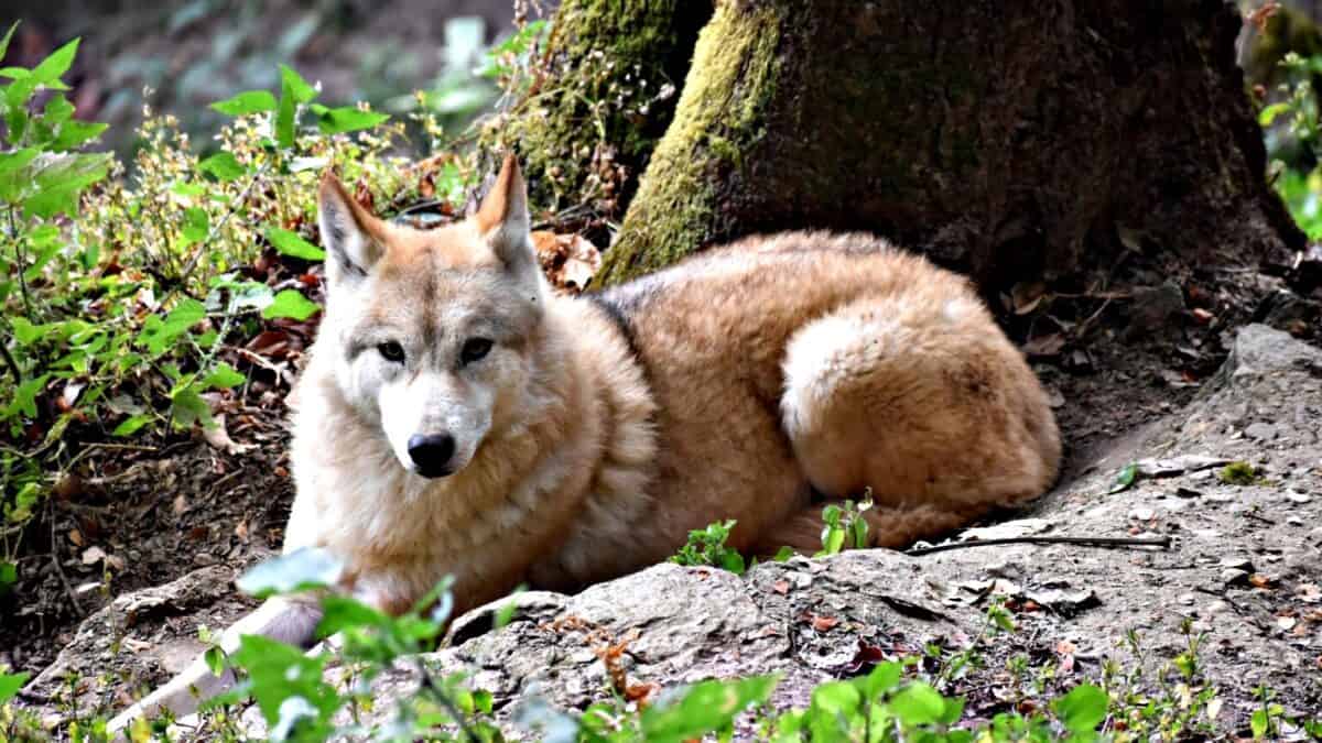 Himalayan Wolf