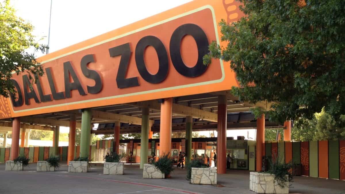 The entrance of Dallas Zoo with large bold black letters spelling "DALLAS ZOO" on a vibrant orange background, supported by colorful columns and surrounded by greenery.