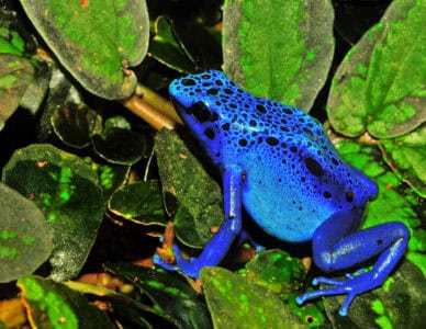 15 Animals That Use Poison or Venom to Survive