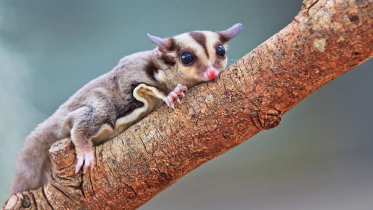 The 15 Most Unusual Pets People Actually Own