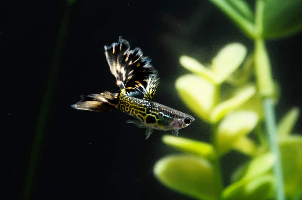 Guppy Multi Colored Fish