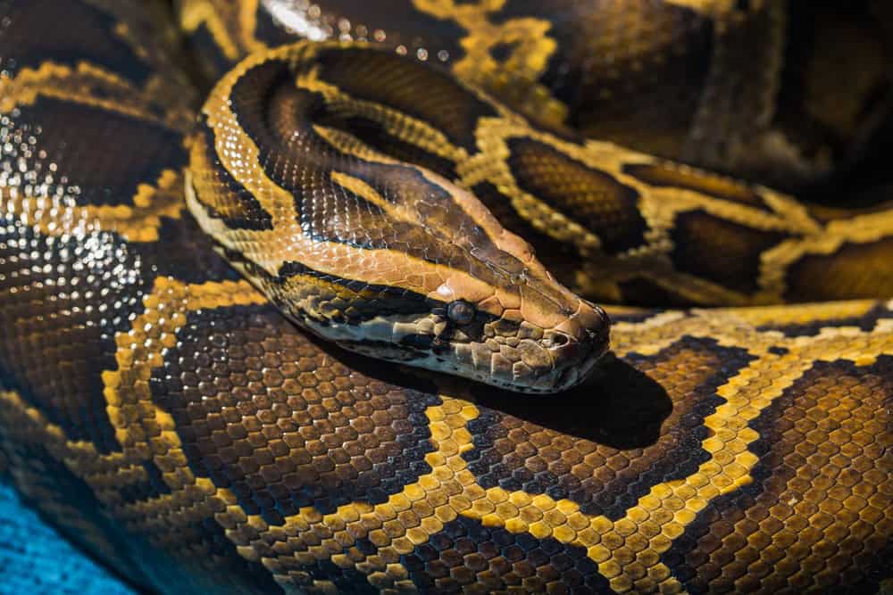 Tigerpython.