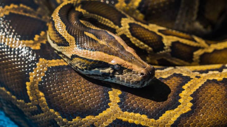 Florida Triumphs Over Invasive Pythons, but Battle Continues