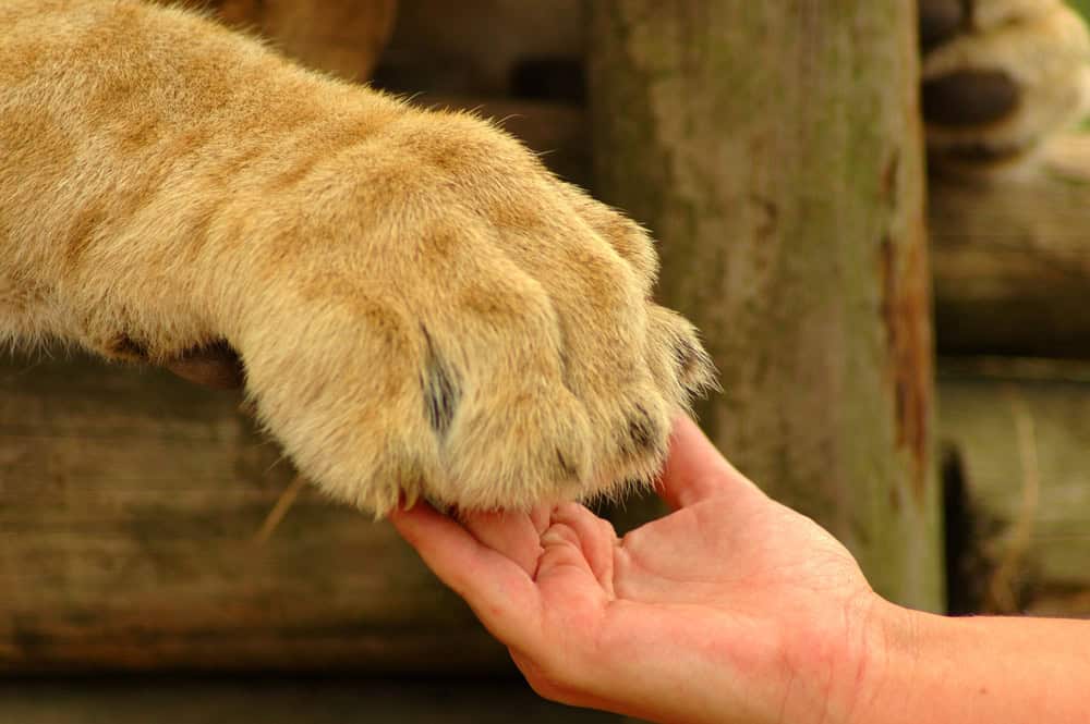 Human hand and a lion's paw.