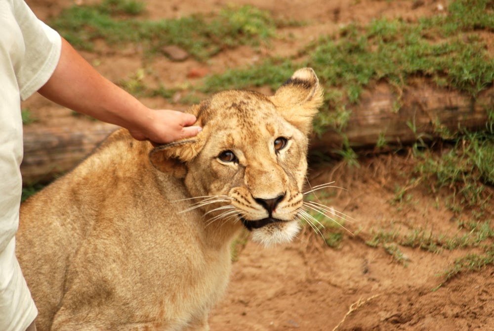 Hand touching a lion