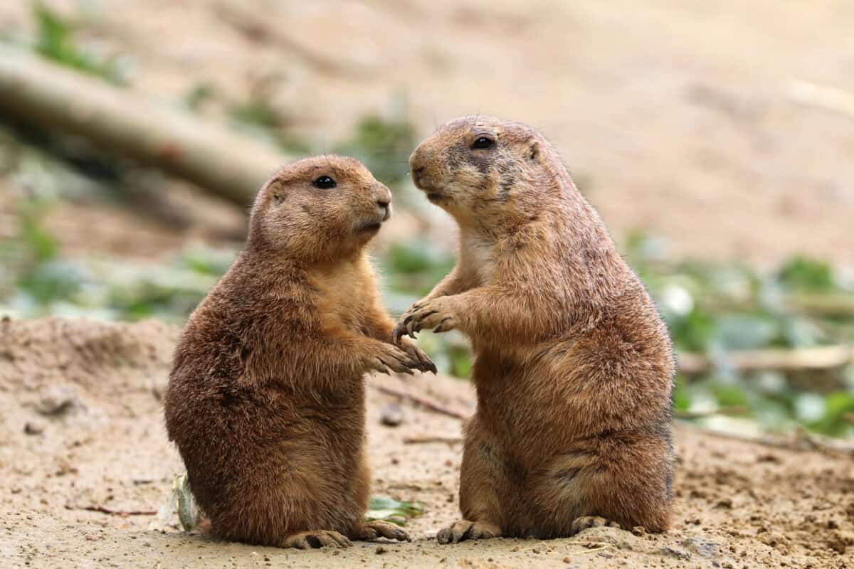 Prairie Dogs