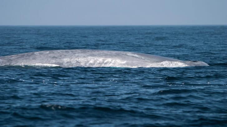 The Largest Whale Ever Spotted Near the US