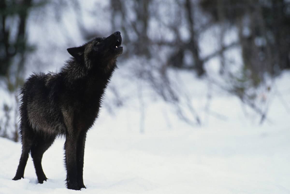 Wolf in snow. 