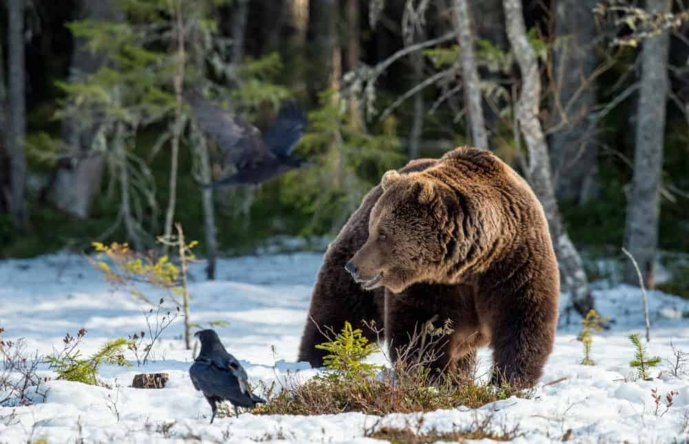 Brown Bear