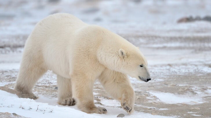 Polar Bears Are Evolving to Survive