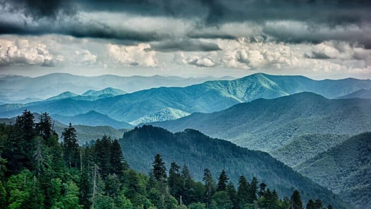 Why You Should Try Birding in Appalachian Trail This Year