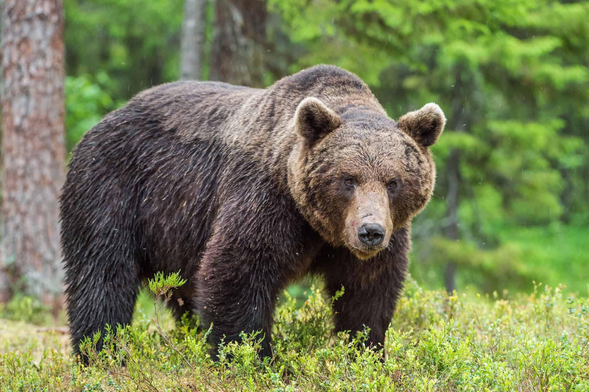 Wild Brown bear.
