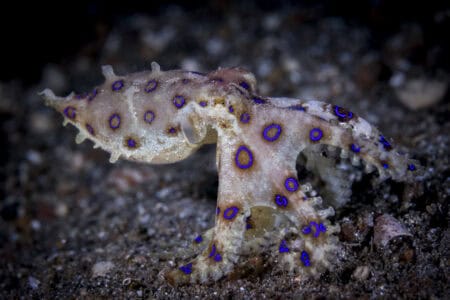 The 8 Most Poisonous Creatures Lurking in American Waters