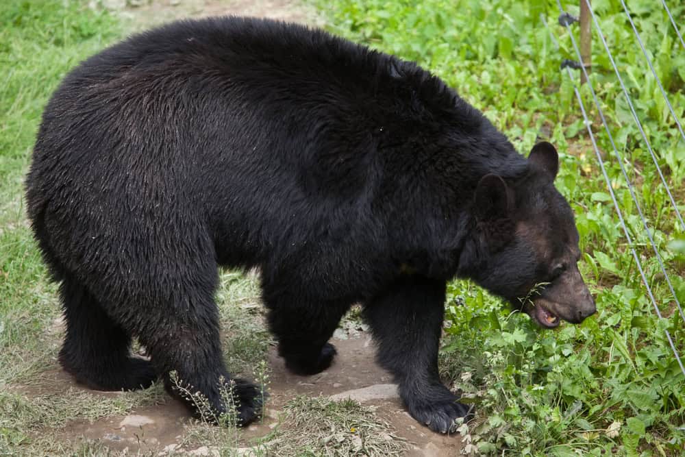 American black bear Wildlife animal.