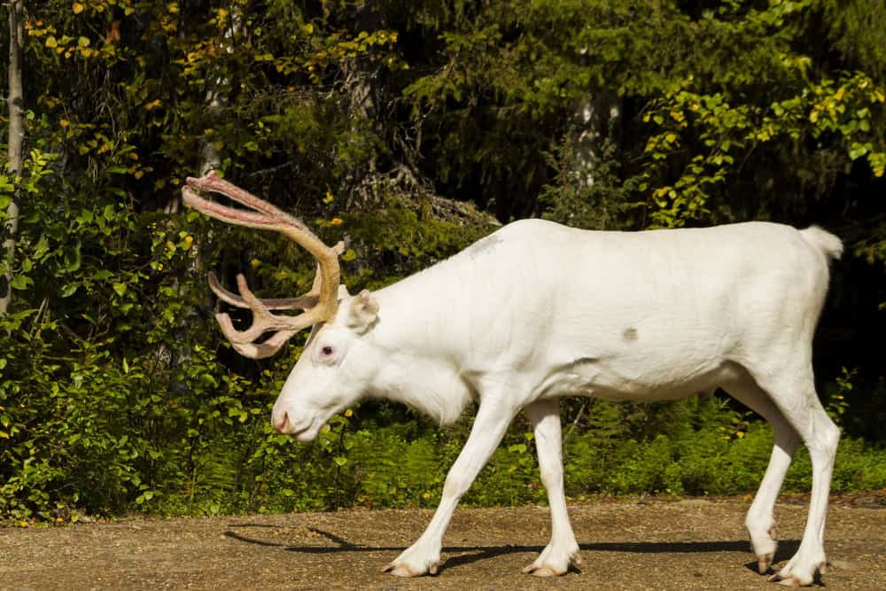 White Deer is on the way