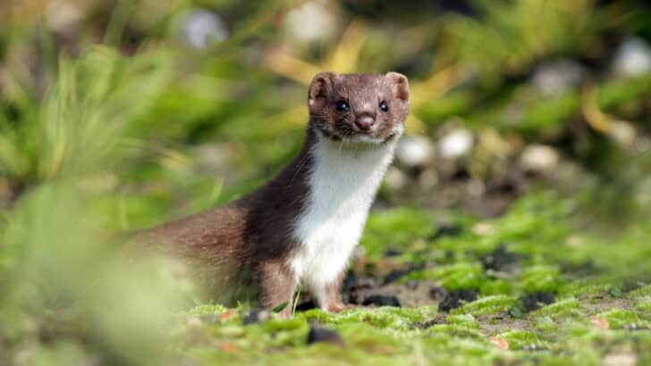 How the Stoat Hunts Quietly in the Wild