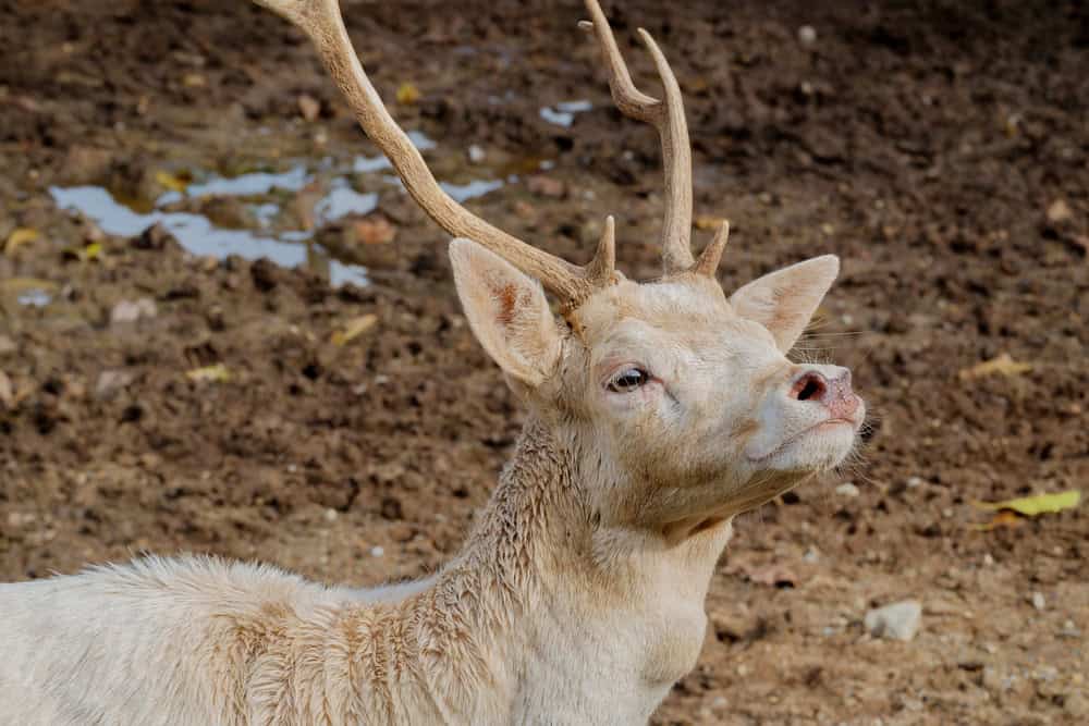 Head of white deer.