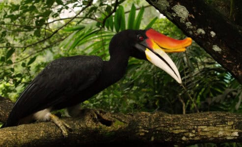 18 Bird Species on the Brink Due to Habitat Destruction