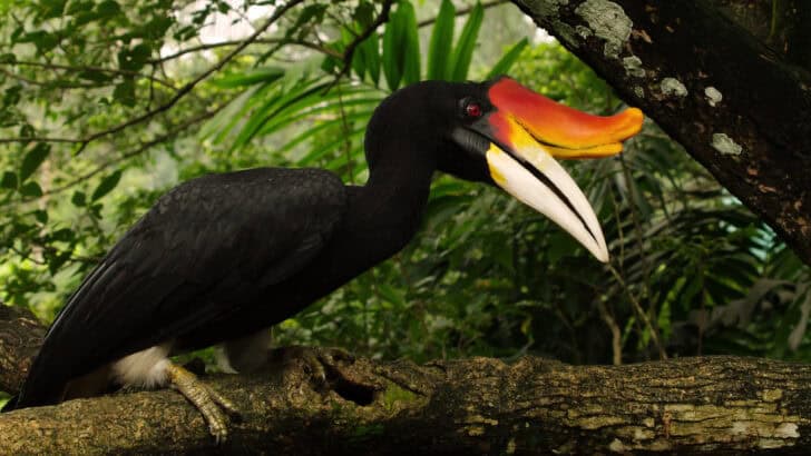 18 Bird Species on the Brink Due to Habitat Destruction