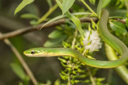 16 Snakes You Are Most Likely To Find In The US