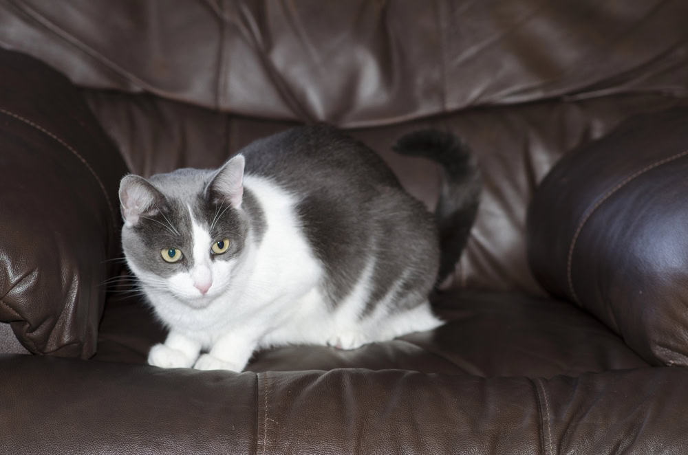 Scared Cat