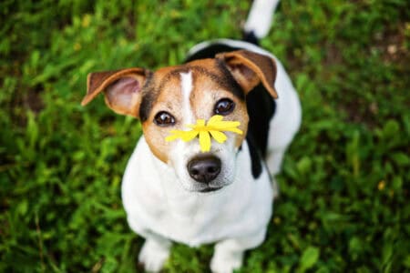 15 Common Dog Health Issues Caused by Changing Seasons