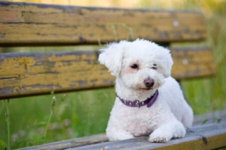 13 Dog Breeds That Stay Puppy-Like Forever
