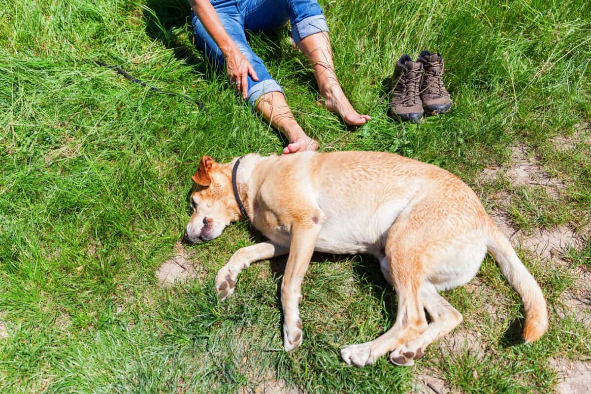 Woman with dog at a hiking rest.