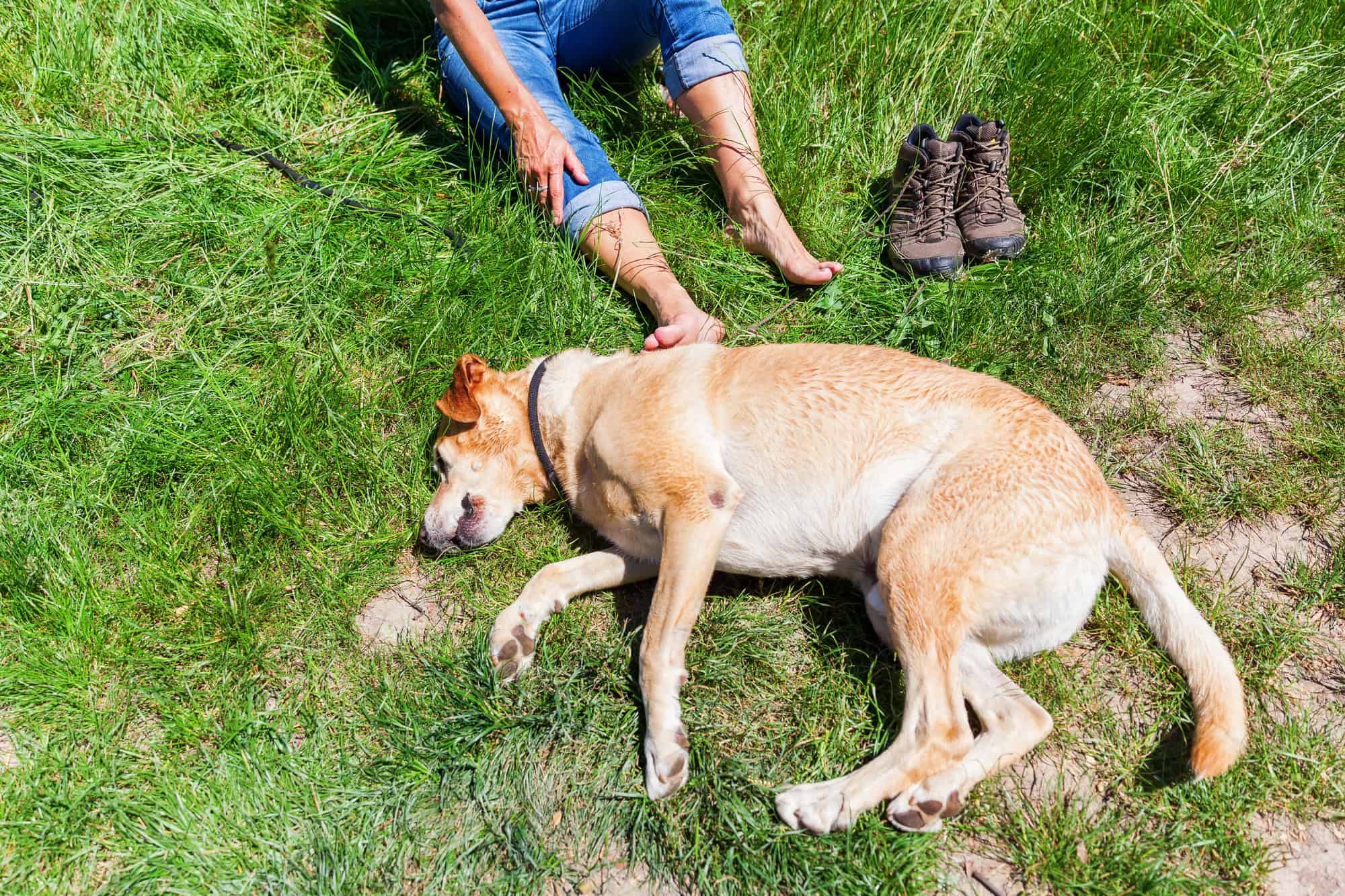 Woman with dog at a hiking rest.